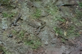 Detail povrchu ternu